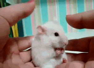 mouse, mice, animals, science, research, studies