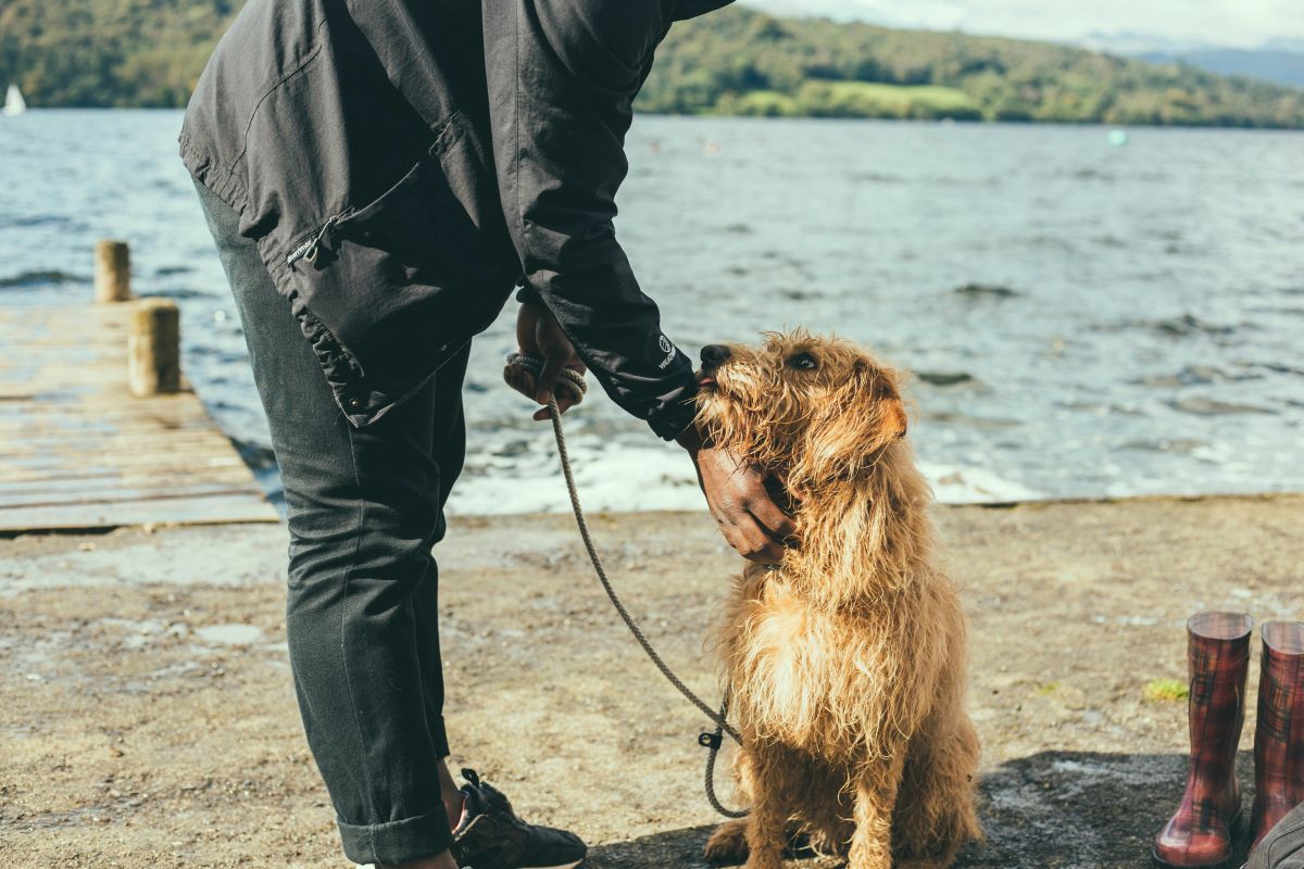 man, dog, petting, love, animals