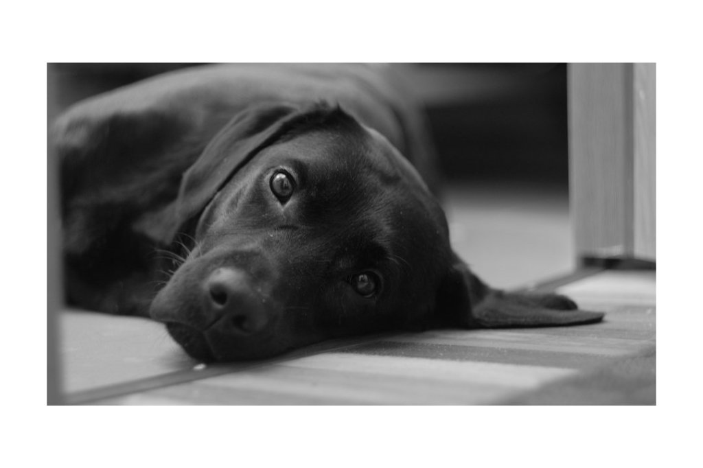 dog, black lab, service dog, spectrum, autism