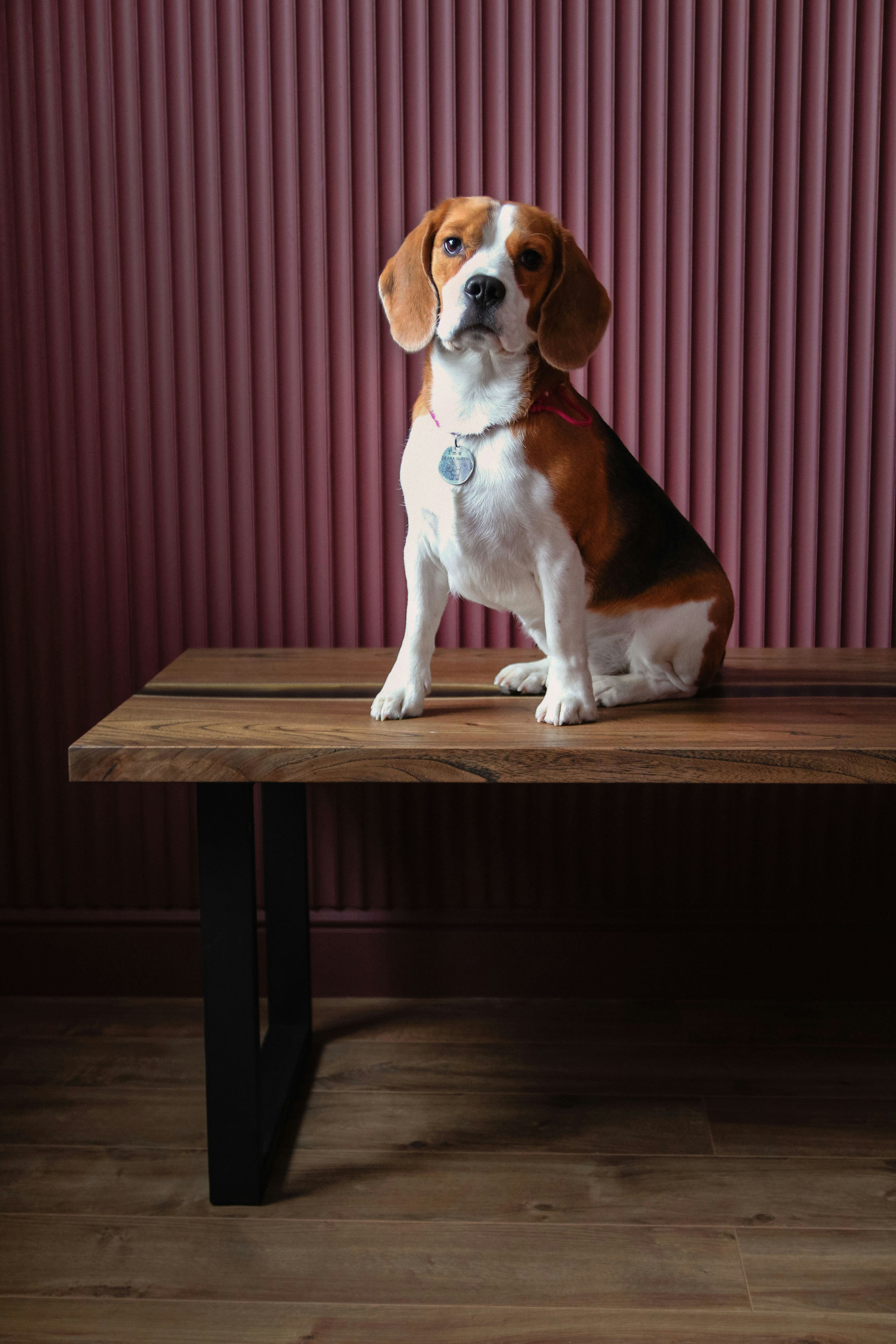 beagle, dog, breeds, naughty, pups