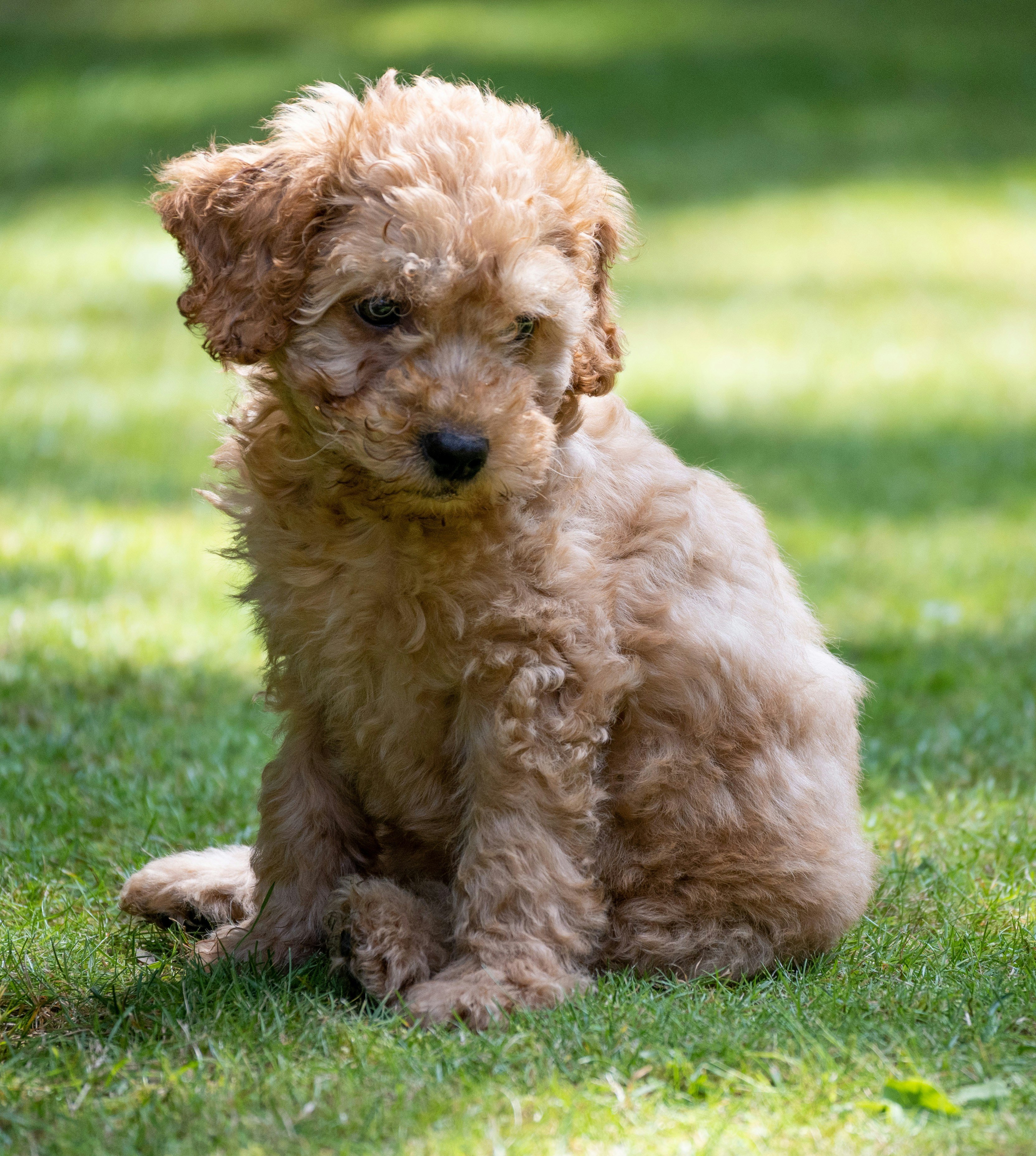 cockapoo, dog, naughty, dog breeds