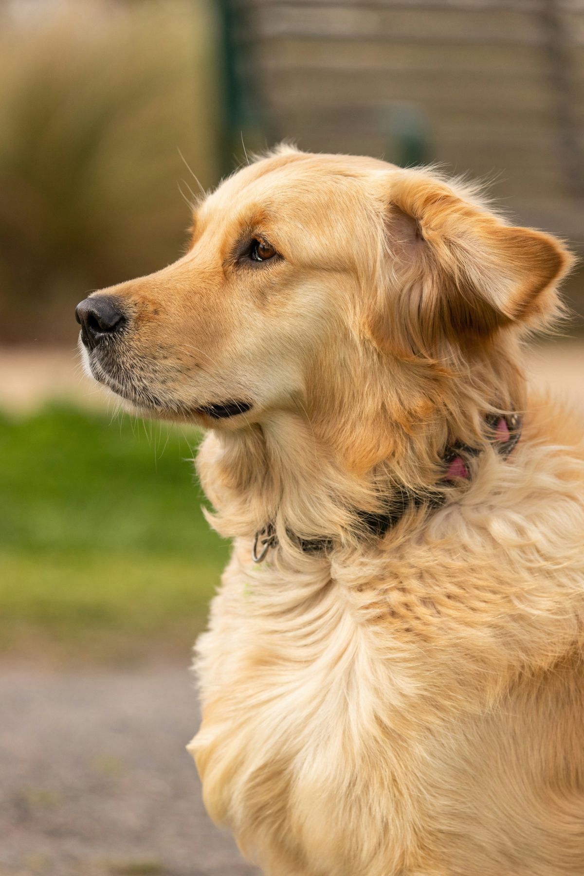 dogs, golden retriever, puppy, soldier, us navy, social media, facebook, viral, heartwarming, love, family
