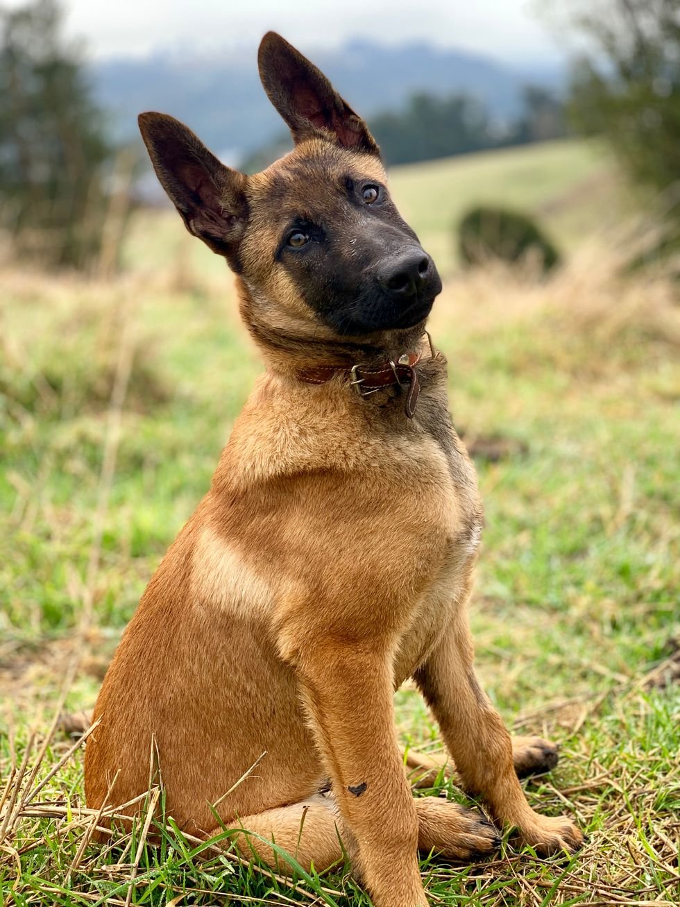 Belgian Malinois, belgian shepherd, dog breeds, smart dog breeds