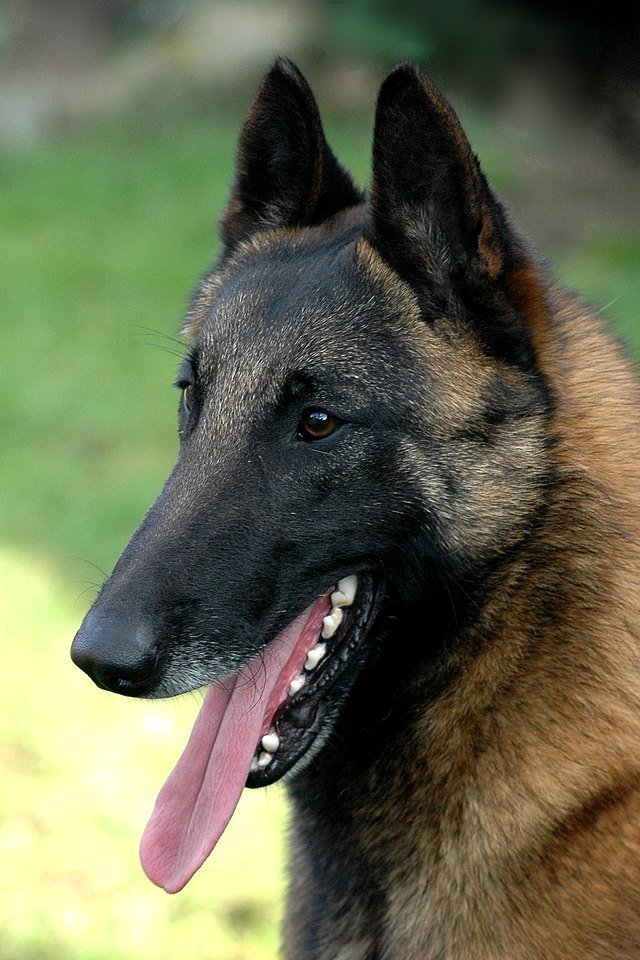 Belgian Malinois, belgian shepherd, dog breeds, smart dog breeds