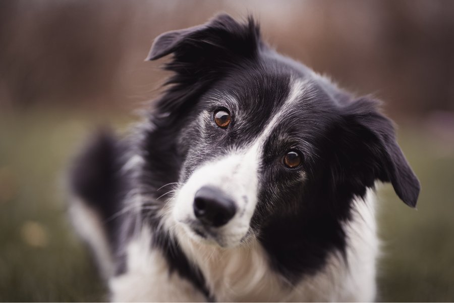 smart dog breeds, smartest dog, border collie