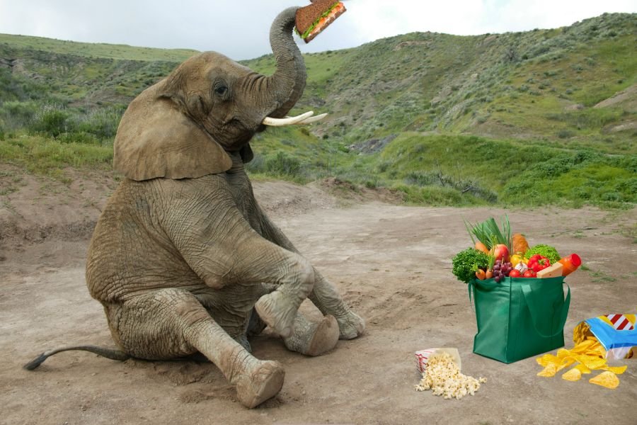 elephant; Thailand; elephant goes shopping; elephant in store; elephant in the room; funny stories