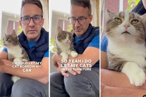 matt mcglasson, cat tips, cat video, vet for cats, veterinarian near me