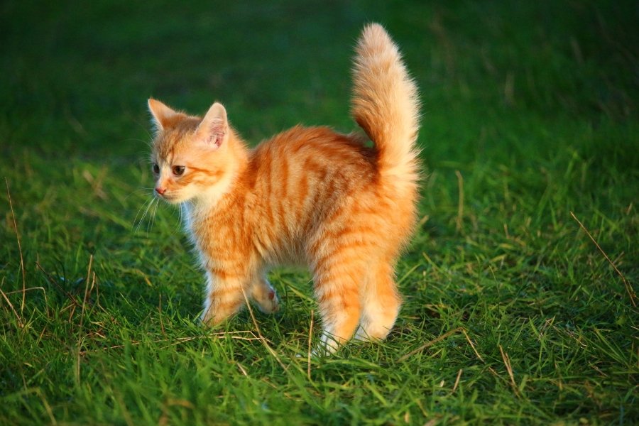 orange kitten, orange tabby, ricky the kitten