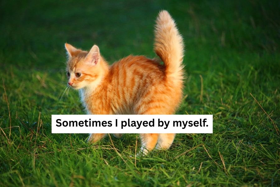 cat, kitten, orange kitten, ginger kitty, ricky the kitten