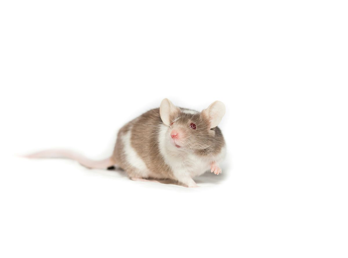 mice, mouse experiments, scientific studies, universe 25, sociology, overpopulation