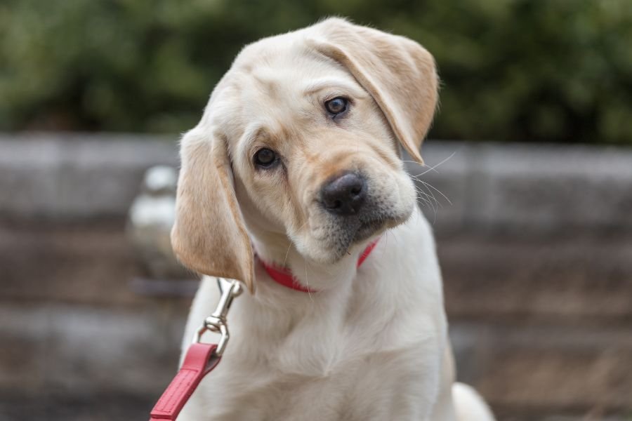 dogs; dogs eyebrows; dogs have eyebrows; evolution of dogs; man's best friend; puppy dog eyes