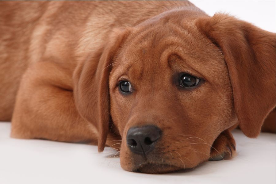 dogs; dogs eyebrows; dogs have eyebrows; evolution of dogs; man's best friend; puppy dog eyes