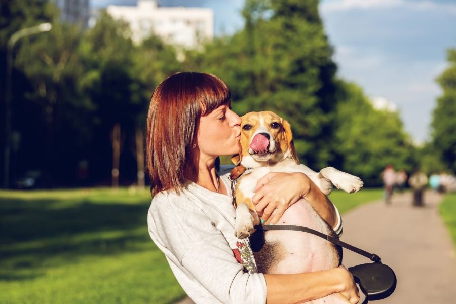 Study finds that dogs developed one specific facial trait to pull on human heartstrings