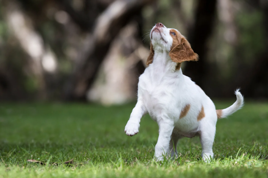 ups driver, ups, brittany dogs, positive news, feel good stories, wholesome tiktok, dogs