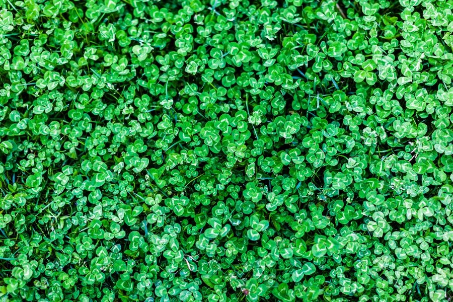clover, clover lawn, alternatives to grass, landscaping