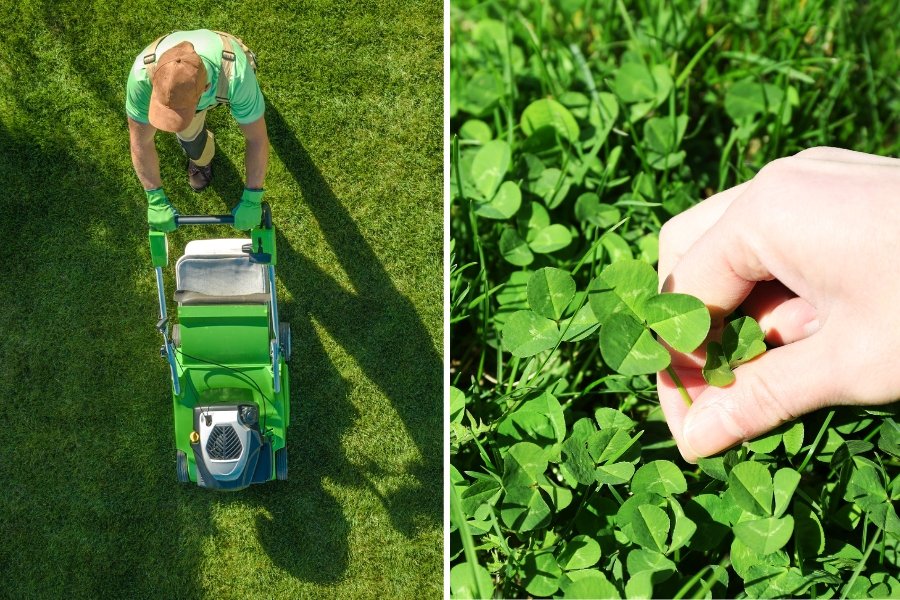 lawn, grass, clover, alternative lawn, mowing the lawn