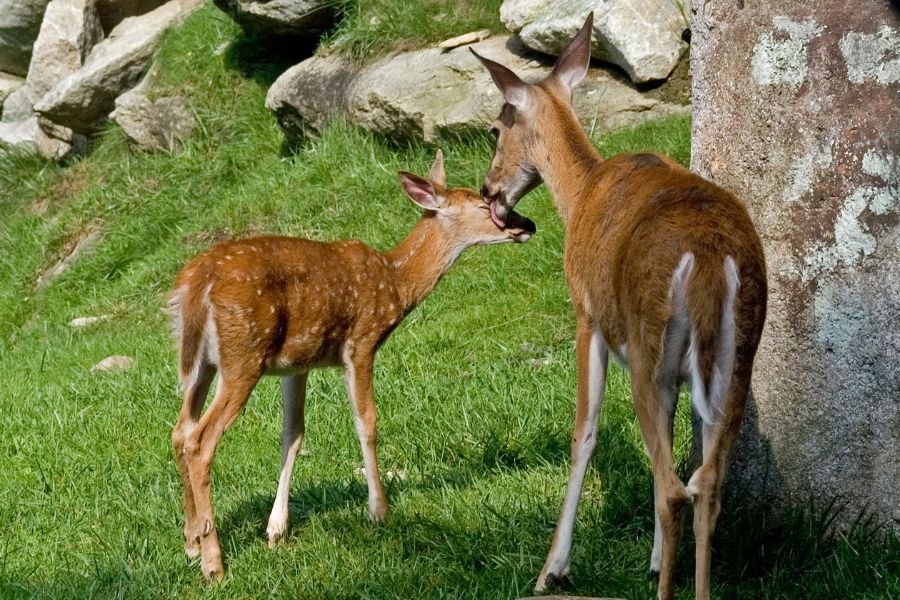 deer mama, deer baby, baby animals