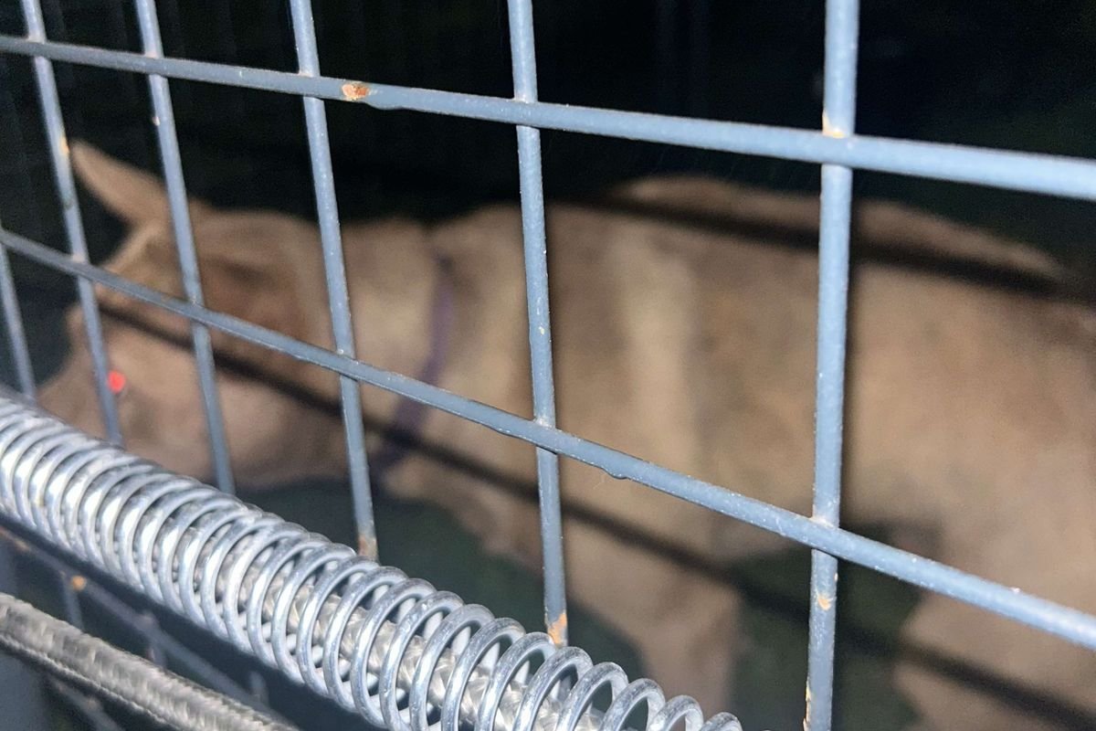 lost dog, dog rescue, Anakin's Trails Stray and Pet Recovery Team, pet recovery, dogs, pets