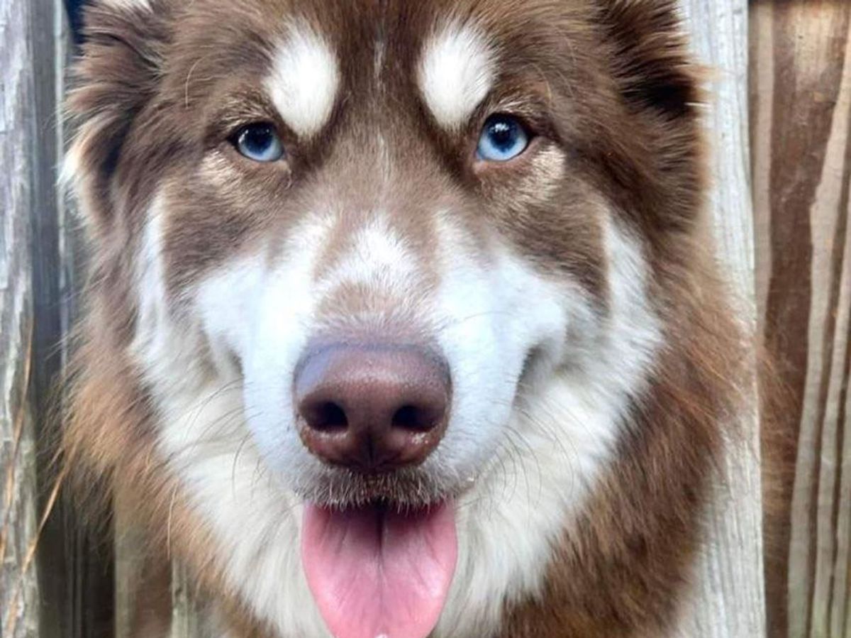 lost dog rescue, dog reunion, Anakin's Trails, Husky rescue, pet recovery