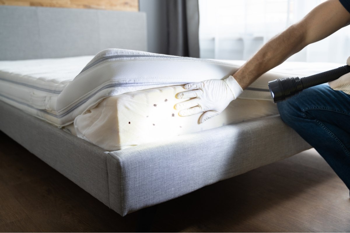 checking for bed bugs, bed bug poop, bed bugs in mattress