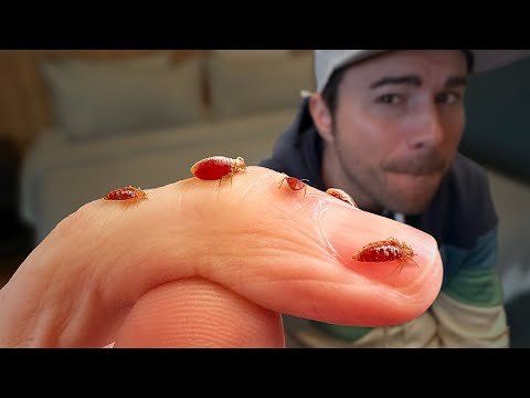 bed bugs, bed bug infestation, how to get rid of bed bugs