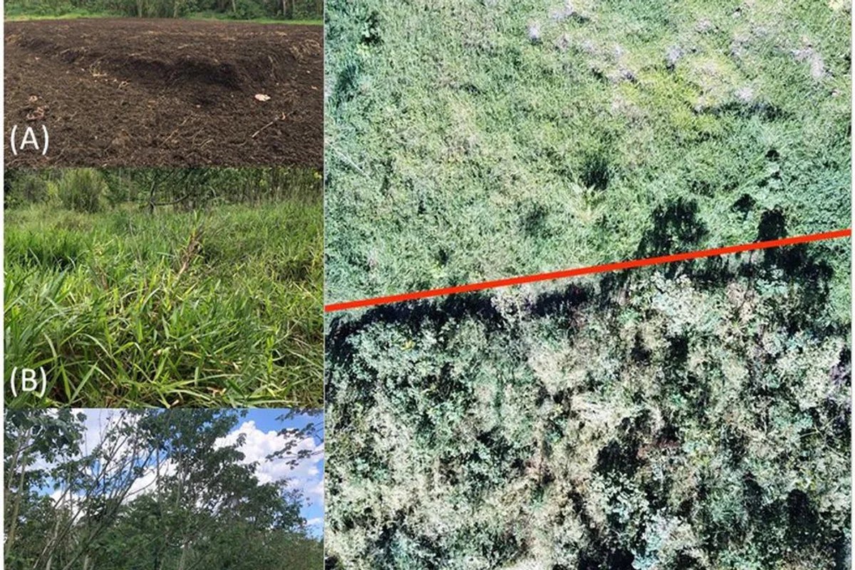 Researchers dumped coffee waste into a forest and couldn't believe what it looked like 2 years later