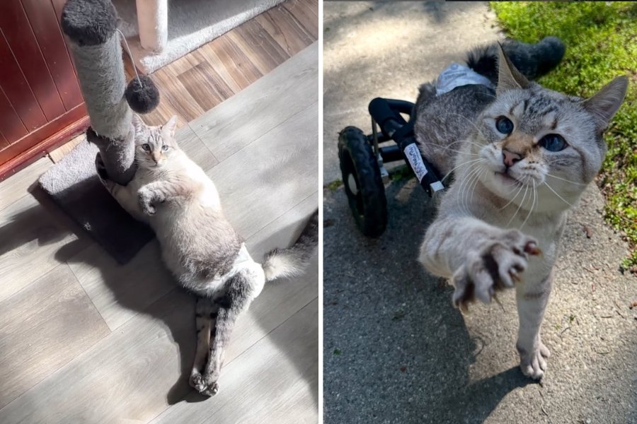 Paralyzed but determined cat gets a wheelchair and becomes totally unstoppable
