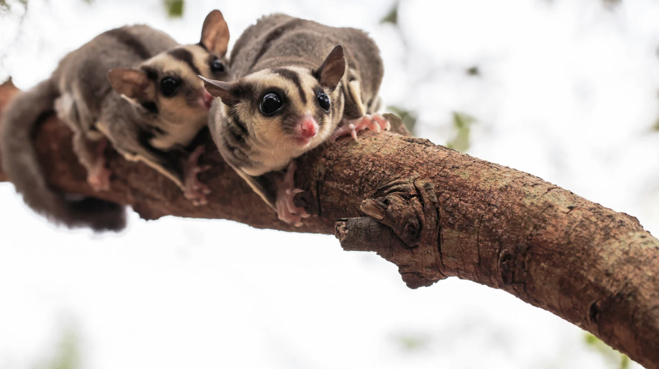greater gliders, great gliders endangered, australian animals, endangered animals, endangered australian animals, world wildlife fund