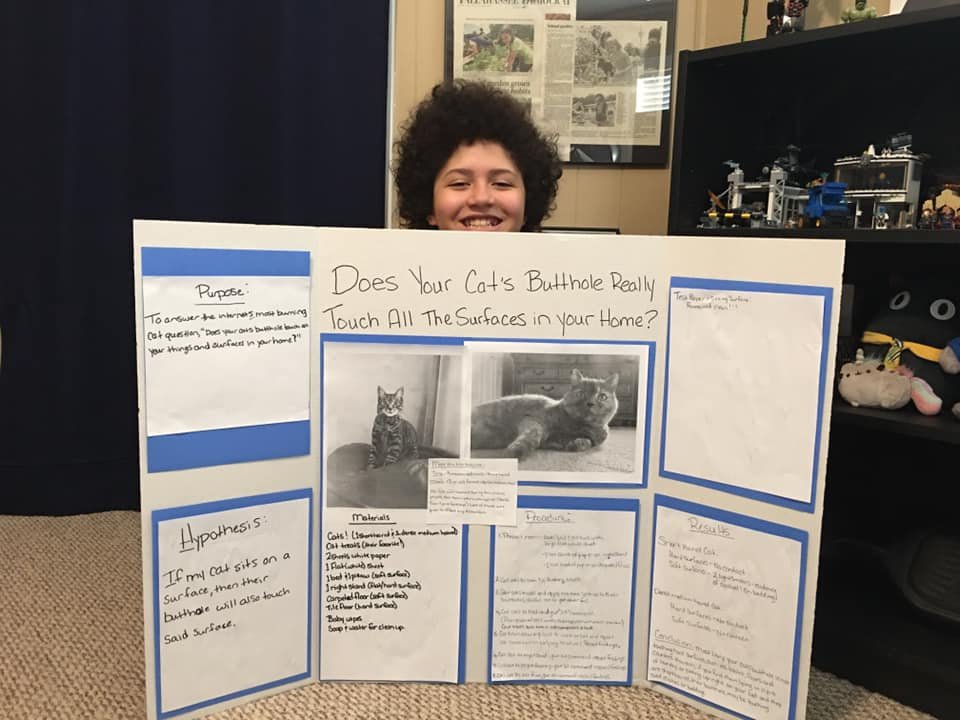 cats; pets; cat lovers; cat parents; cats on counters; cat butts