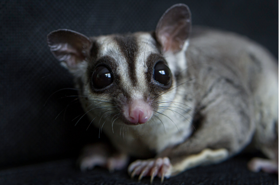 Ecologist ‘bursts into tears’ seeing endangered gliders using replacement nests