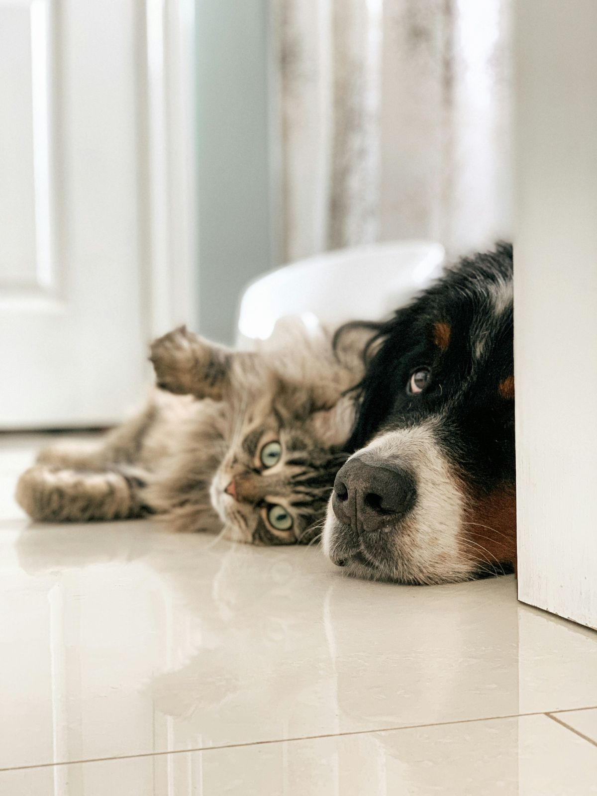 dogs, cats, animals, pets, companions