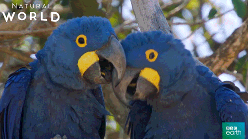 parrots, animals, love, brazil, forest