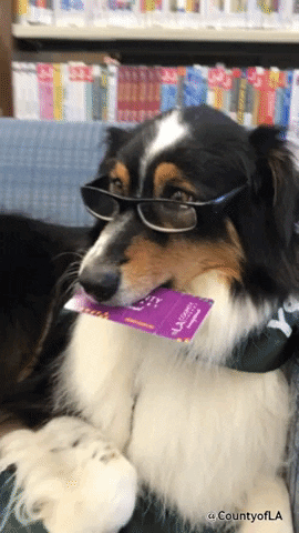 library, library card, library book, books, reading
