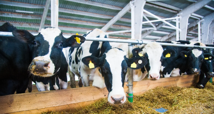 cows, factory farm, animal farm, milk, grazing, feeding cows