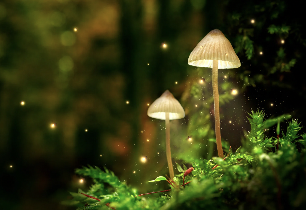 fireflies, fireflies extinct, firefly conservation, environment friendly pesticides, where to see fireflies, 