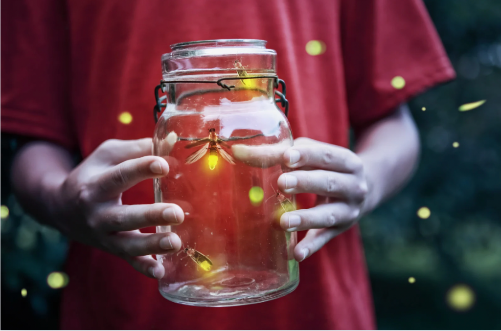 fireflies, fireflies extinct, firefly conservation, environment friendly pesticides, where to see fireflies,