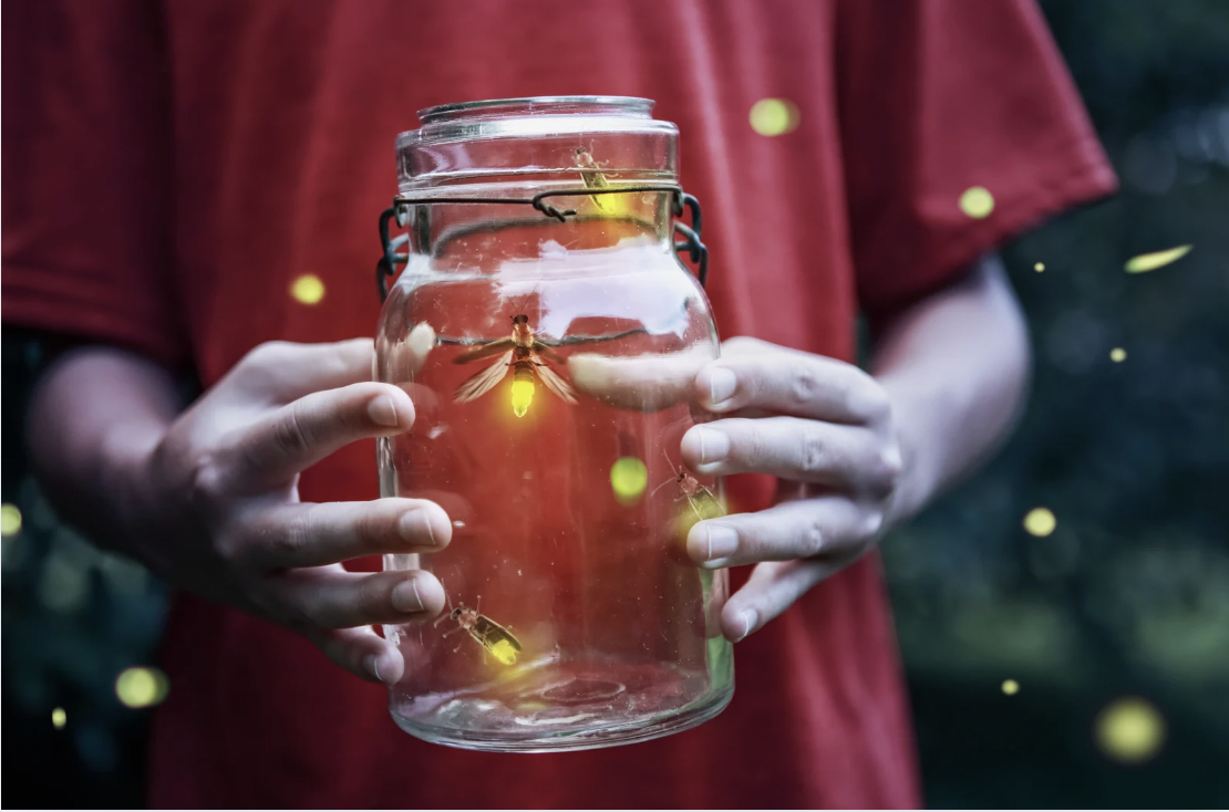 fireflies, fireflies extinct, firefly conservation, environment friendly pesticides, where to see fireflies,