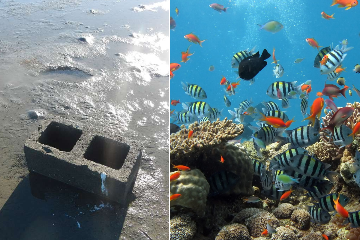 Scientists left cinderblocks in a barren part of the sea. 3 months later they were ecstatic.