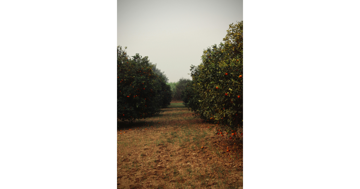 fruit trees, sustainable farming, agriculture, horticulture, regreening, climate change