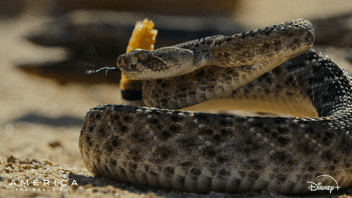 snake, rattlesnake, rattler