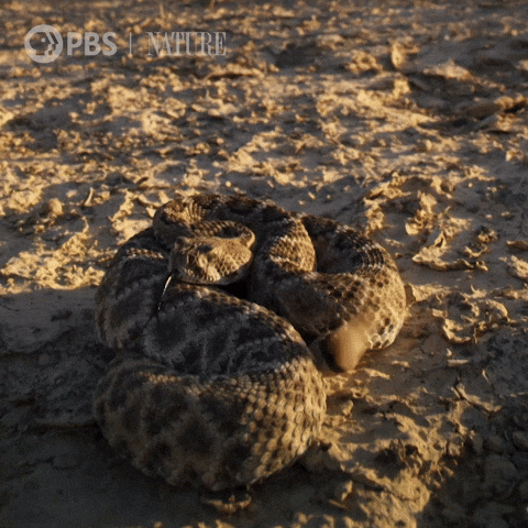 rattlesnake, snake, rattler, diamondback