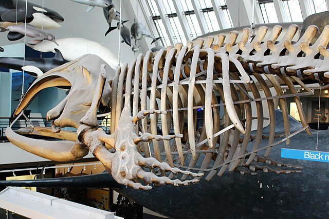 bowhead whales, whaling, whaling history, ancient whales, balaena mysticetus, baleen whales, bowhead bones