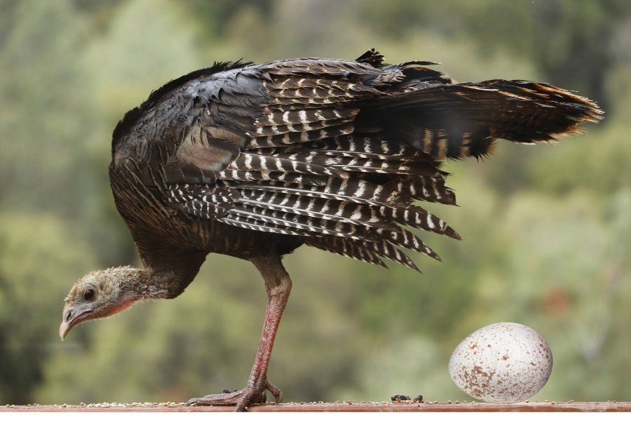 turkey eggs, chicken eggs, quail eggs, food