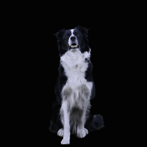 border collie, dog, clapping dog