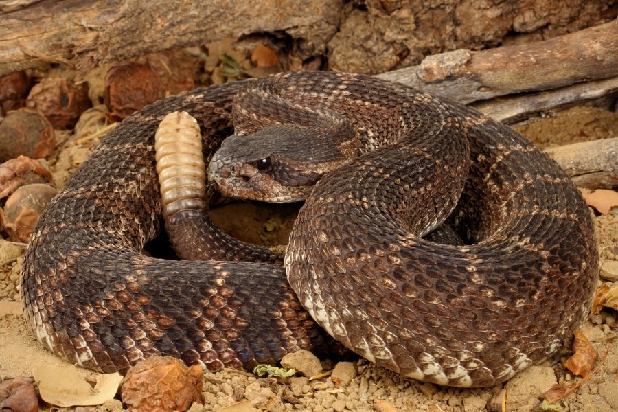 rattlesnake, rattler, snakes, venomous snake