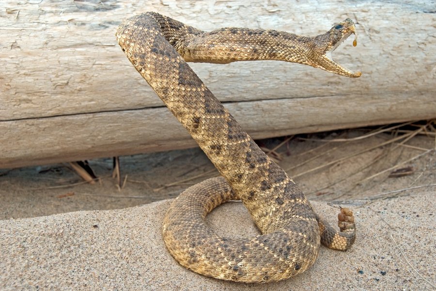 rattlesnake, rattler, snake attack, snake striking