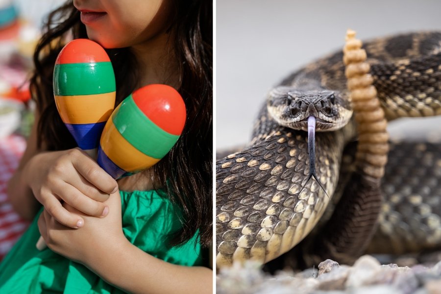 maracas, rattlesnake, rattler, snakes venomous snake