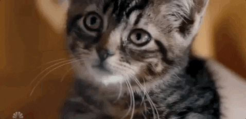 cats, fake fainting, cat reactions, animals, cutness
