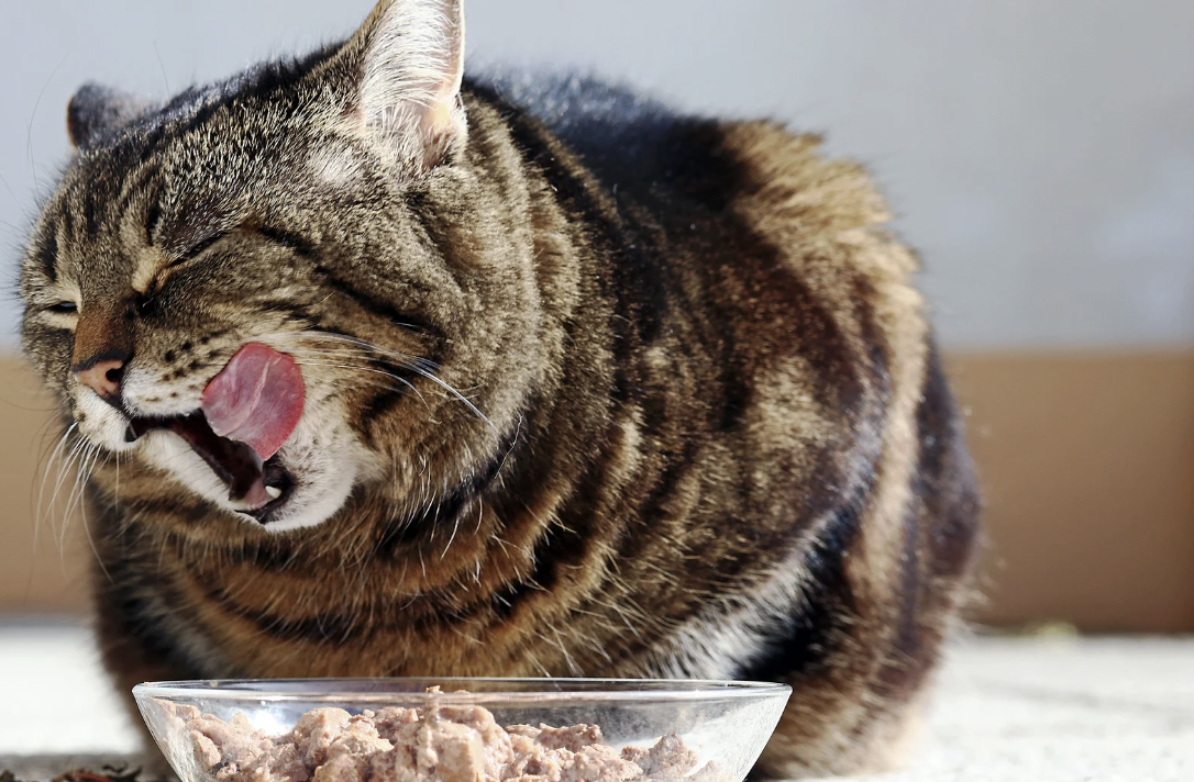 cats, cat food, best cat food, cat refusing to eat, funny cat videos, pets, picky cats, cat treats