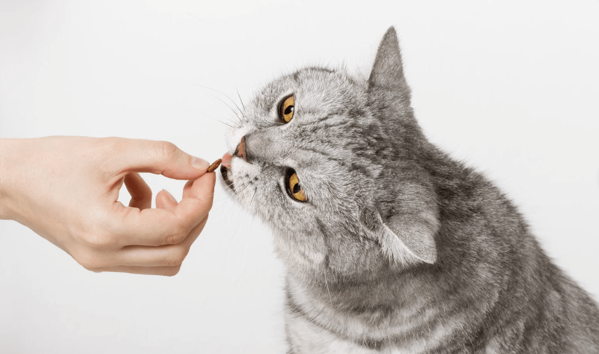 cats, cat food, best cat food, cat refusing to eat, funny cat videos, pets, picky cats, cat treats